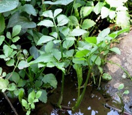 写真：植物からわかる土地の特徴